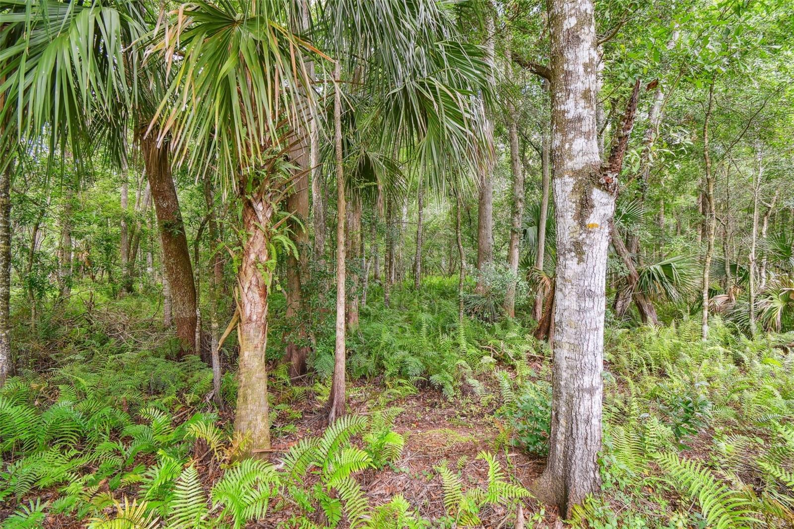 Listing photo id 38 for 2612 Regal Oaks Lane