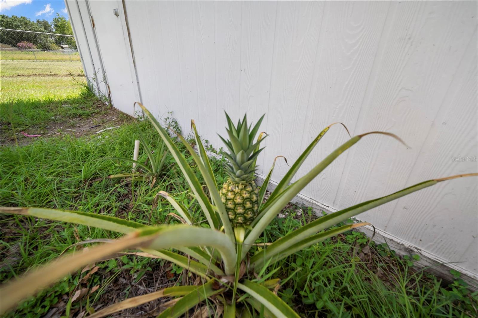 Listing photo id 47 for 12204 Begin Drive