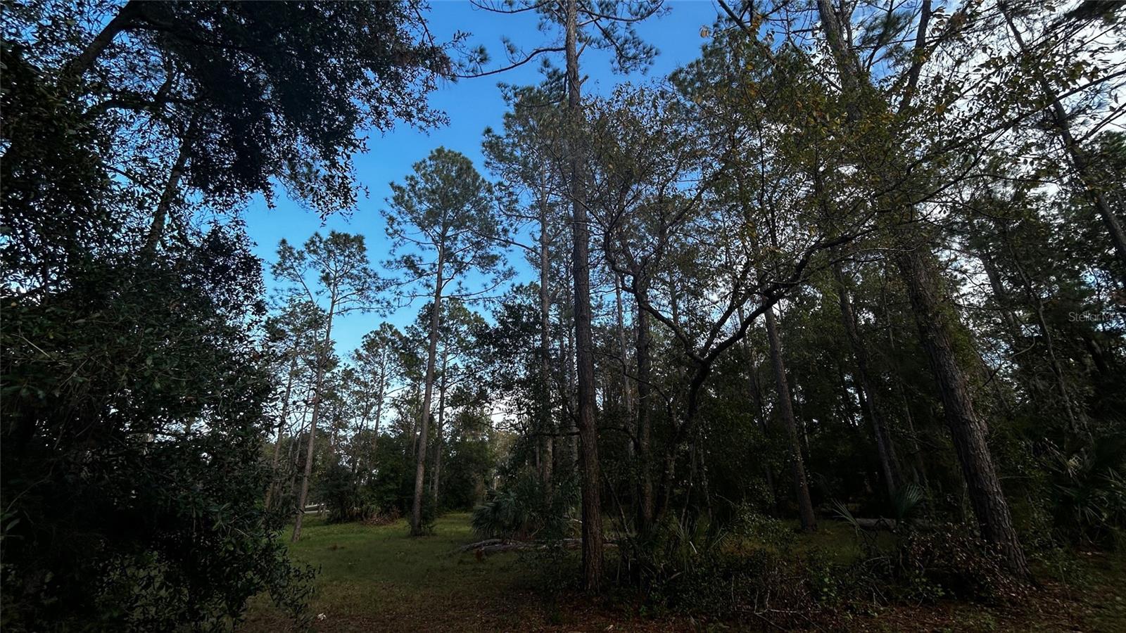 Image 9 of 14 For 35001 Pinegate Trail