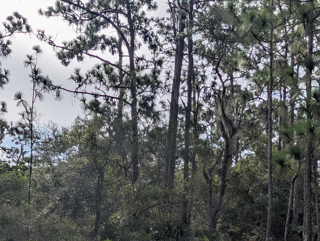 Image 4 of 35 For 523 Azalea Drive