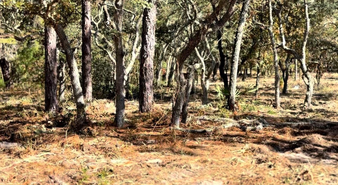 Image 2 of 4 For Masked Duck Road