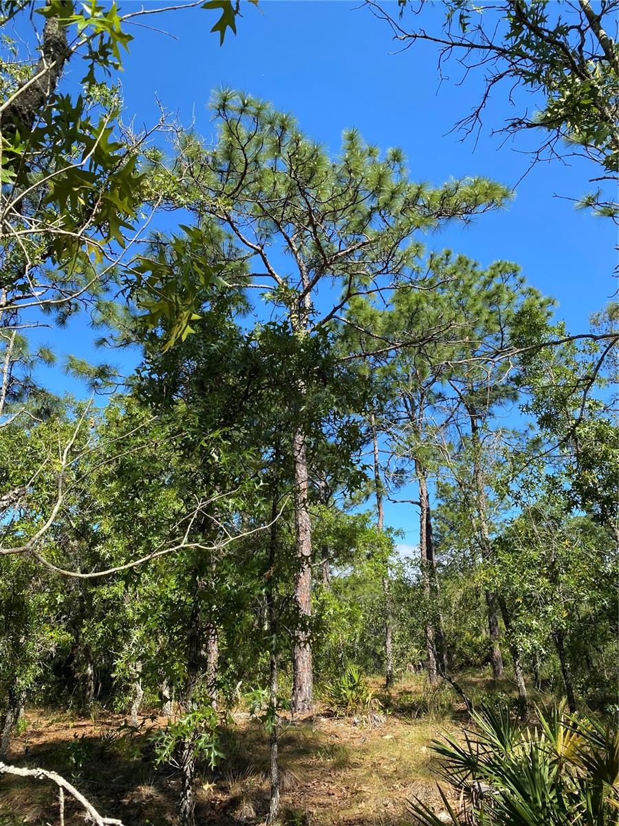 Image 3 of 4 For Masked Duck Road