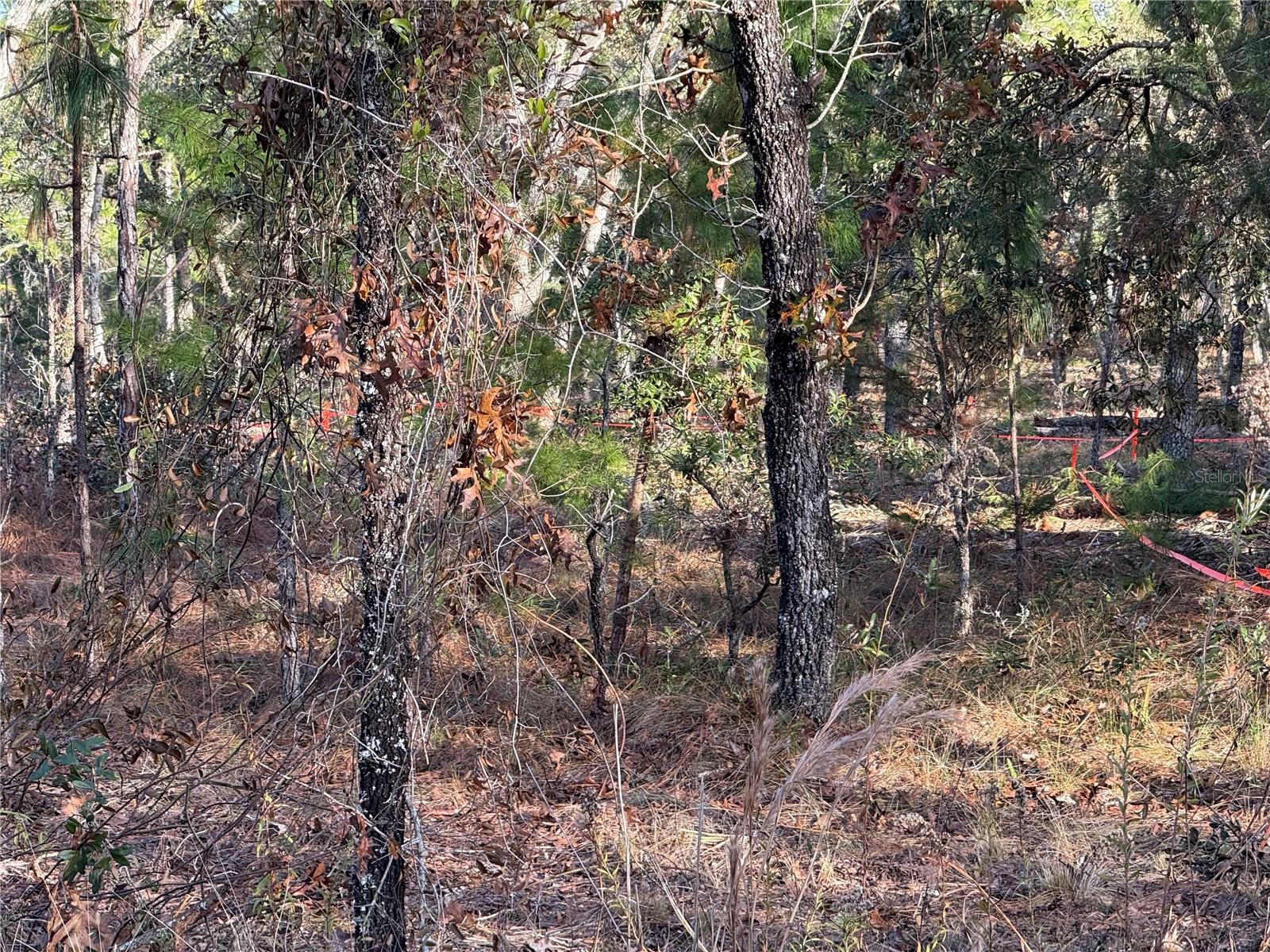 Image 4 of 4 For Masked Duck Road