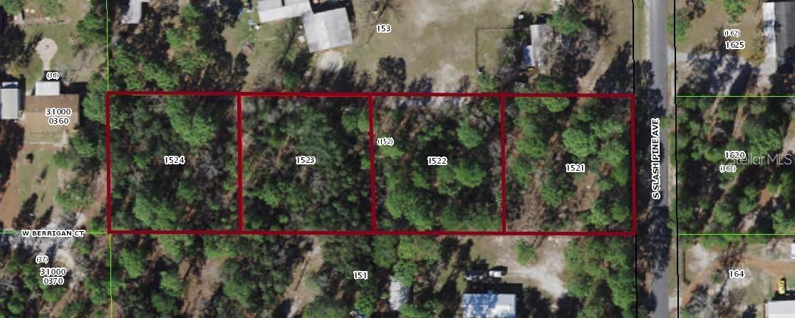 Slash Pine Avenue