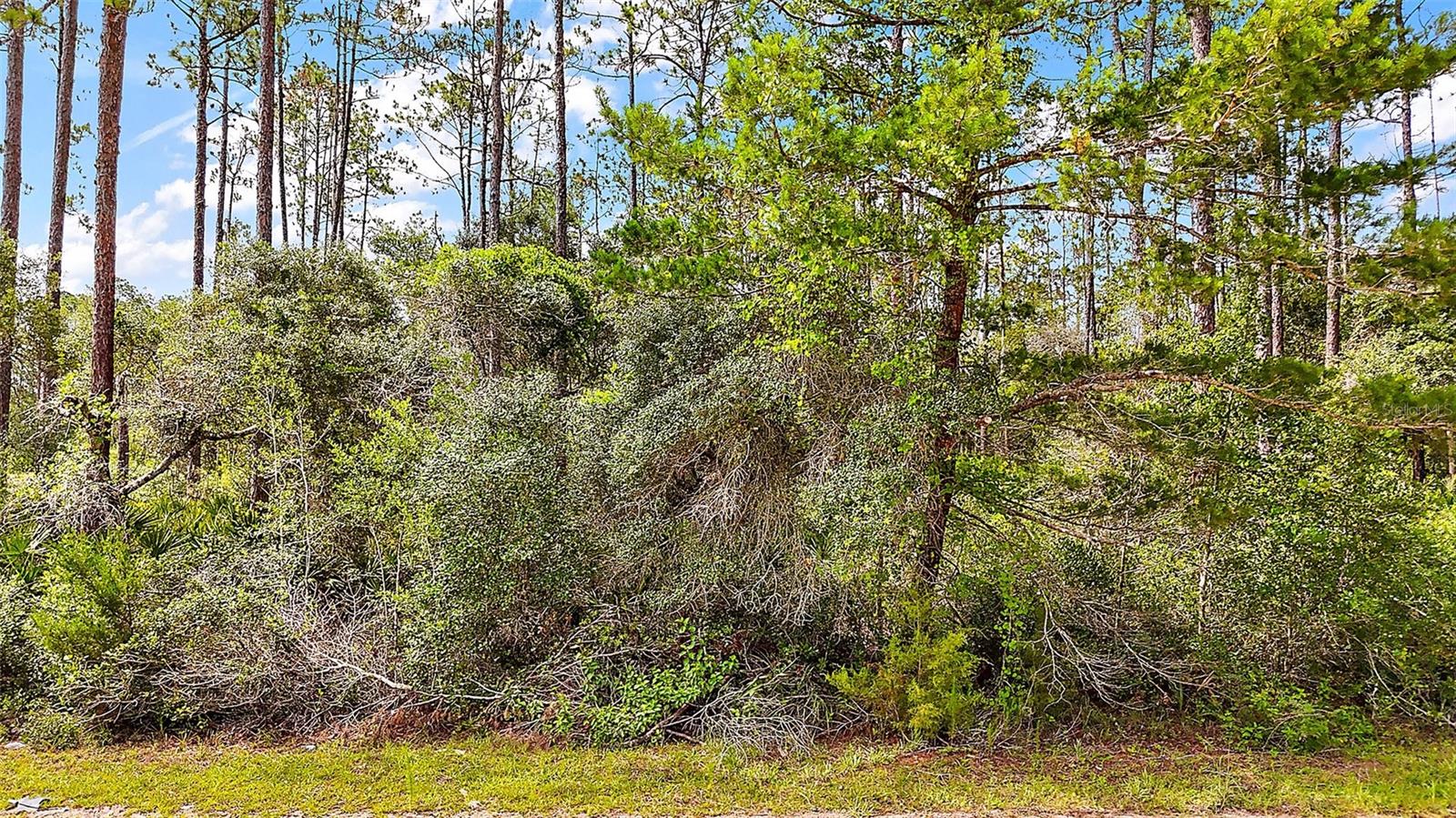 Image 5 of 11 For 203 Ponderosa Pine Court