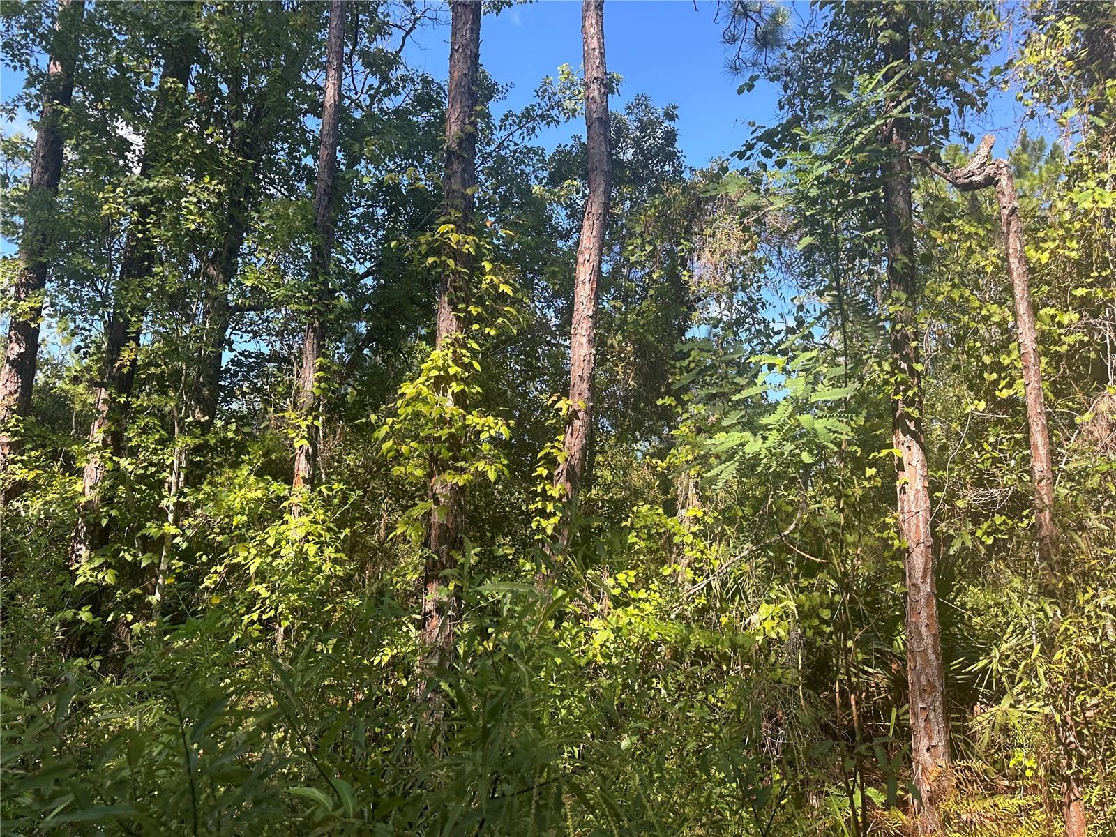 Details for Tbd 137 Court, FORT MC COY, FL 32134