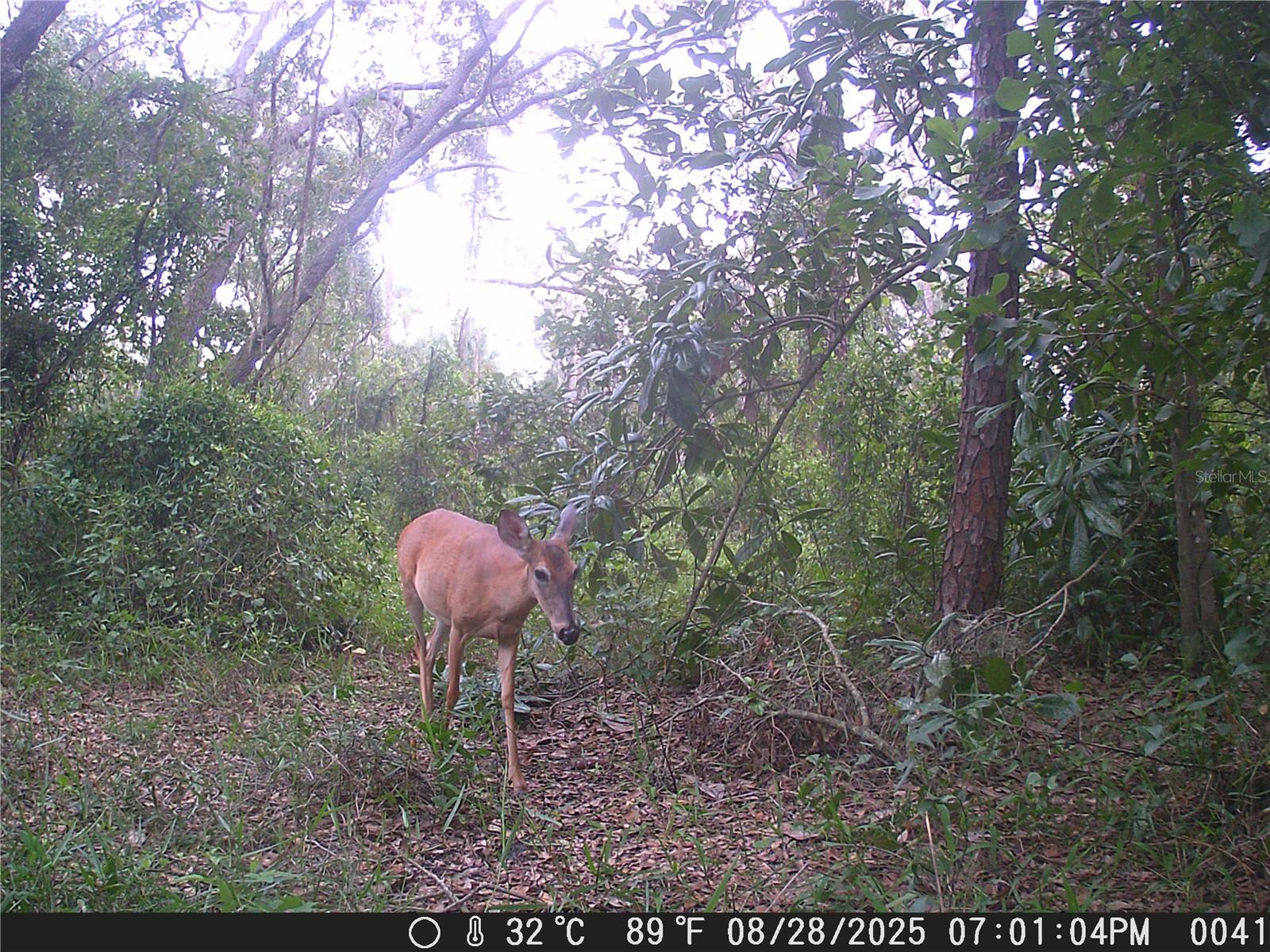 Image 36 of 36 For 118 E Hunter Rd