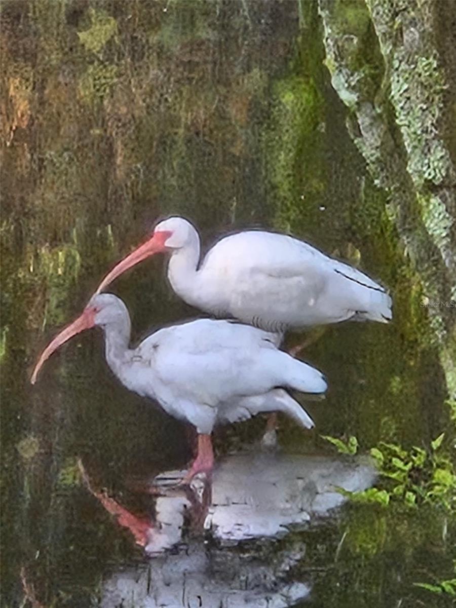 Image 26 of 39 For 5542 Avenue Du Soleil