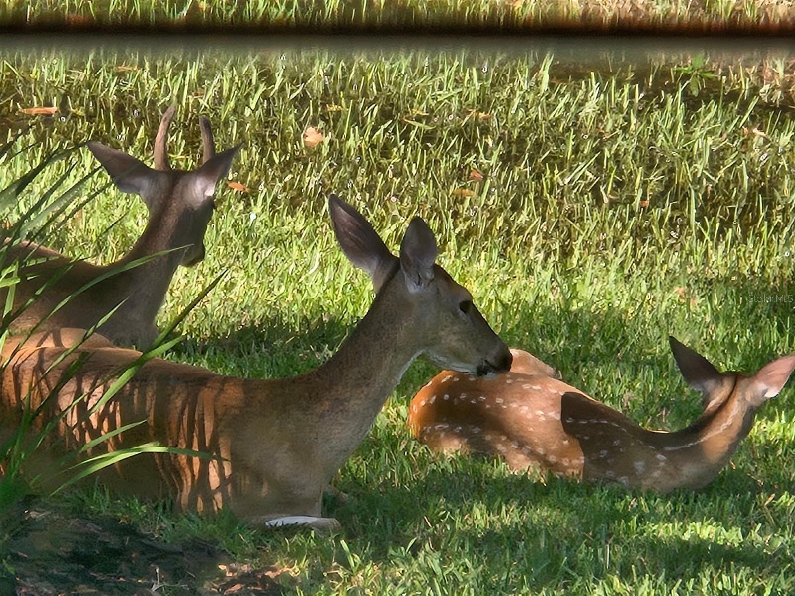 Image 28 of 39 For 5542 Avenue Du Soleil