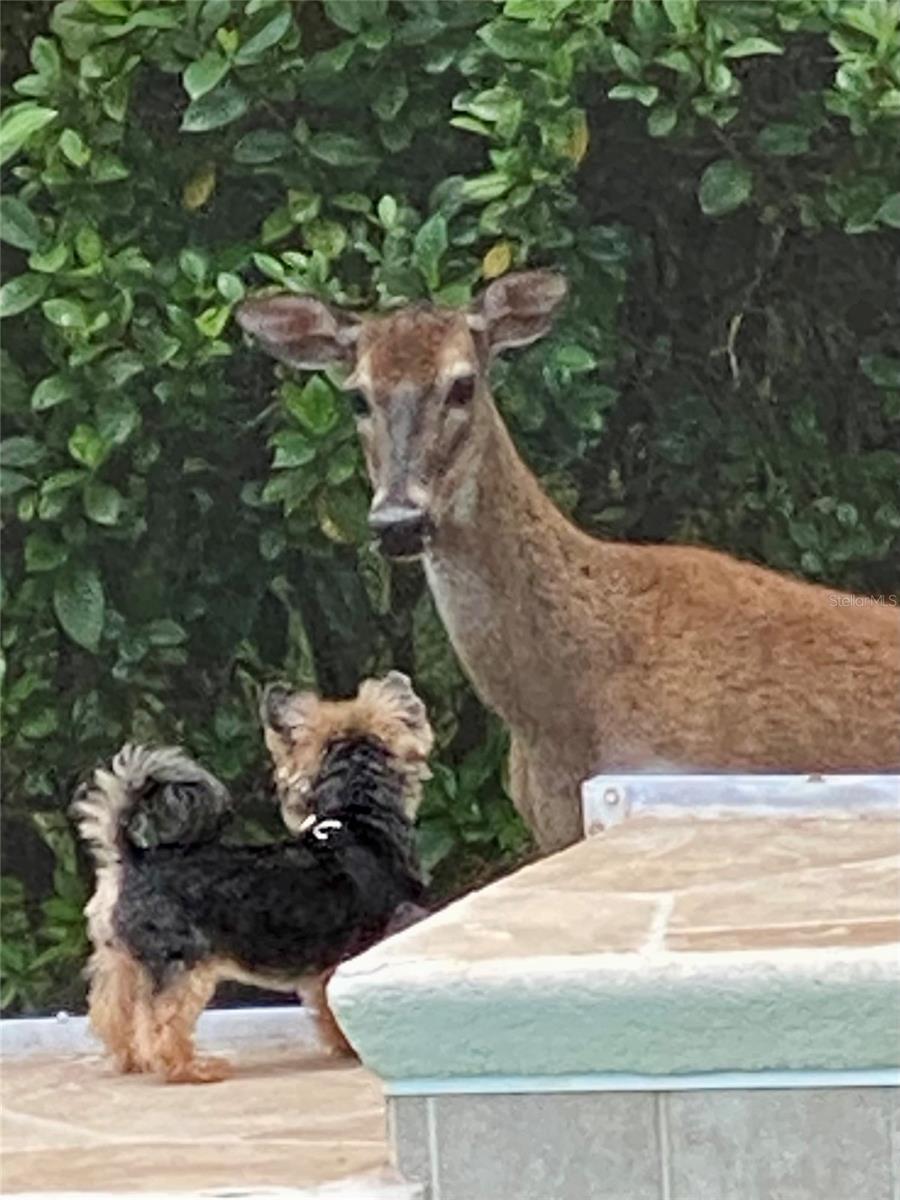 Image 29 of 39 For 5542 Avenue Du Soleil