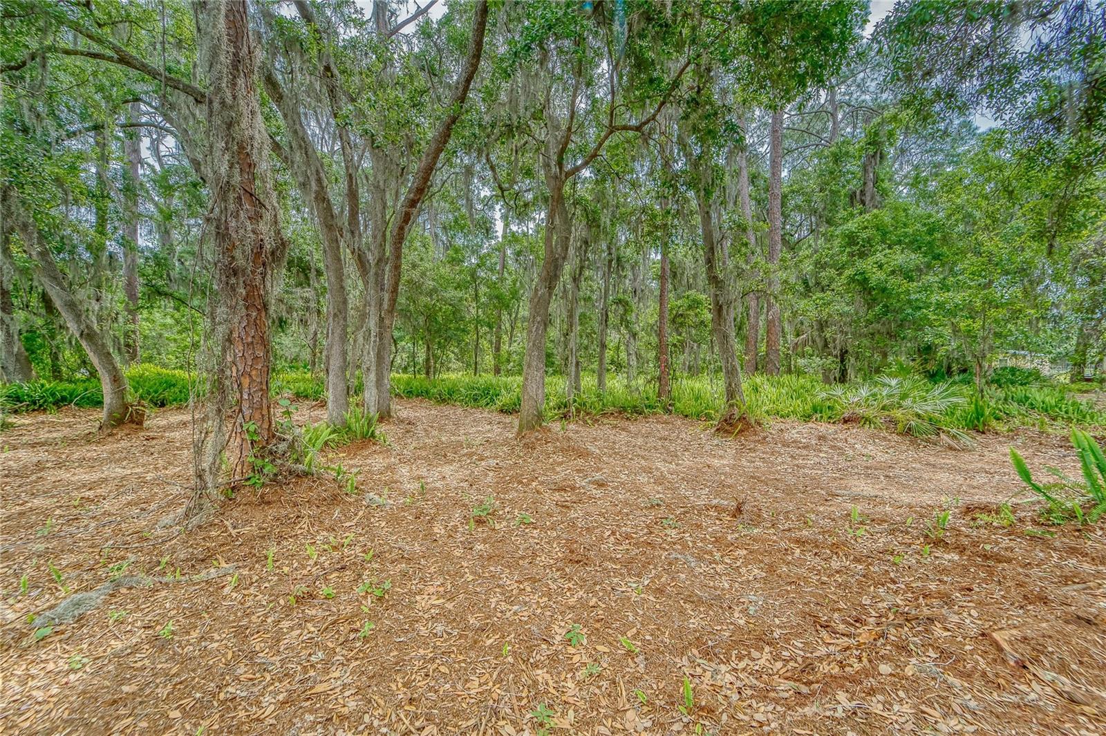 Image 24 of 36 For Turkey Creek