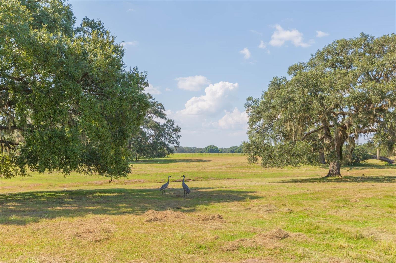 Image 11 of 83 For 16225 Bellamy Brothers Boulevard