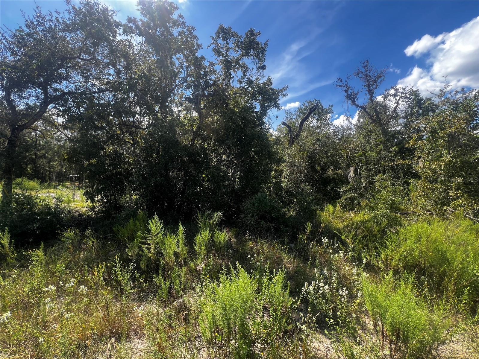 Listing photo id 2 for 0 Crider Road
