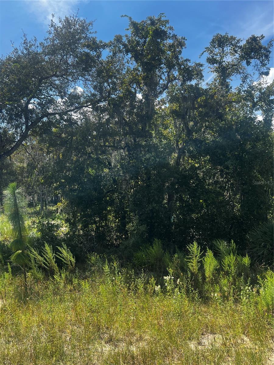 Listing photo id 6 for 0 Crider Road