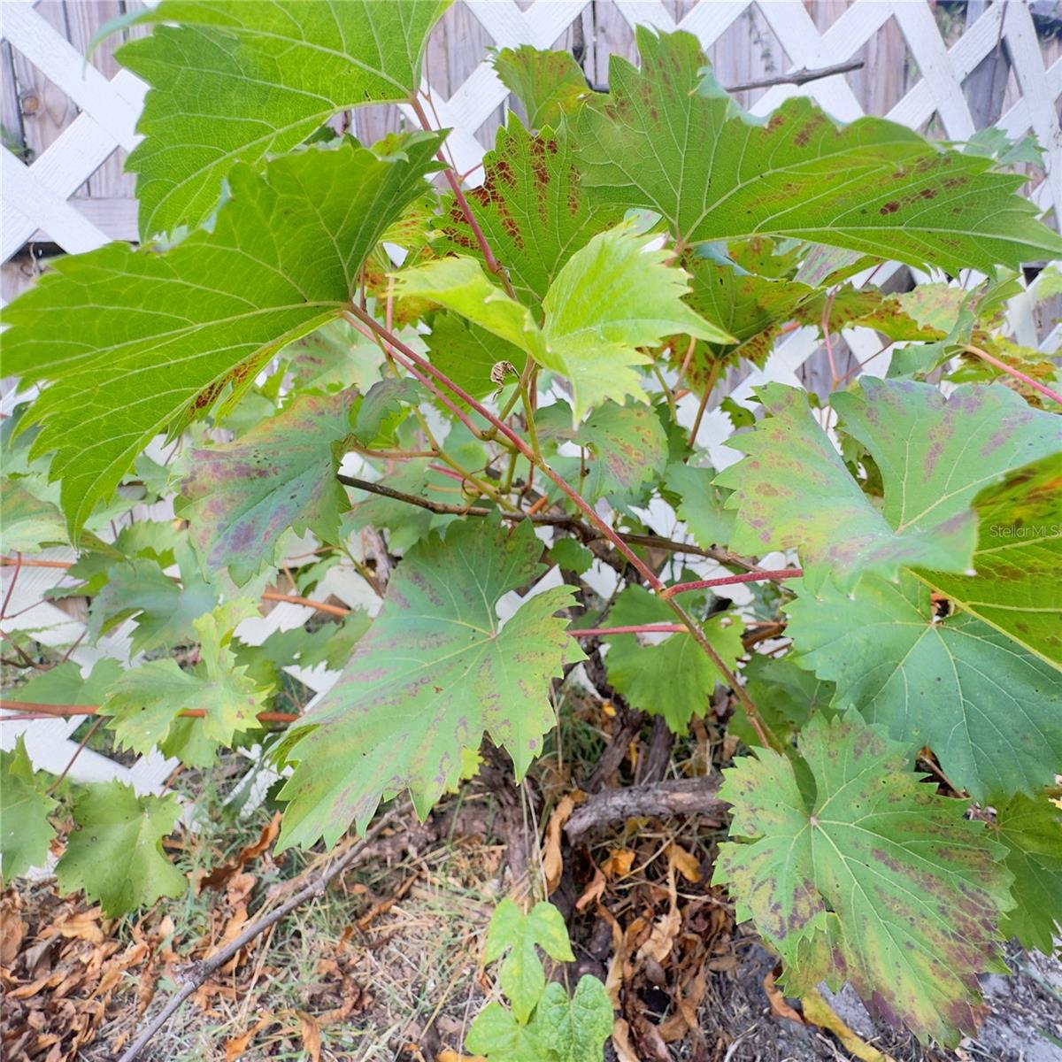 Image 54 of 56 For 8412 15th Street