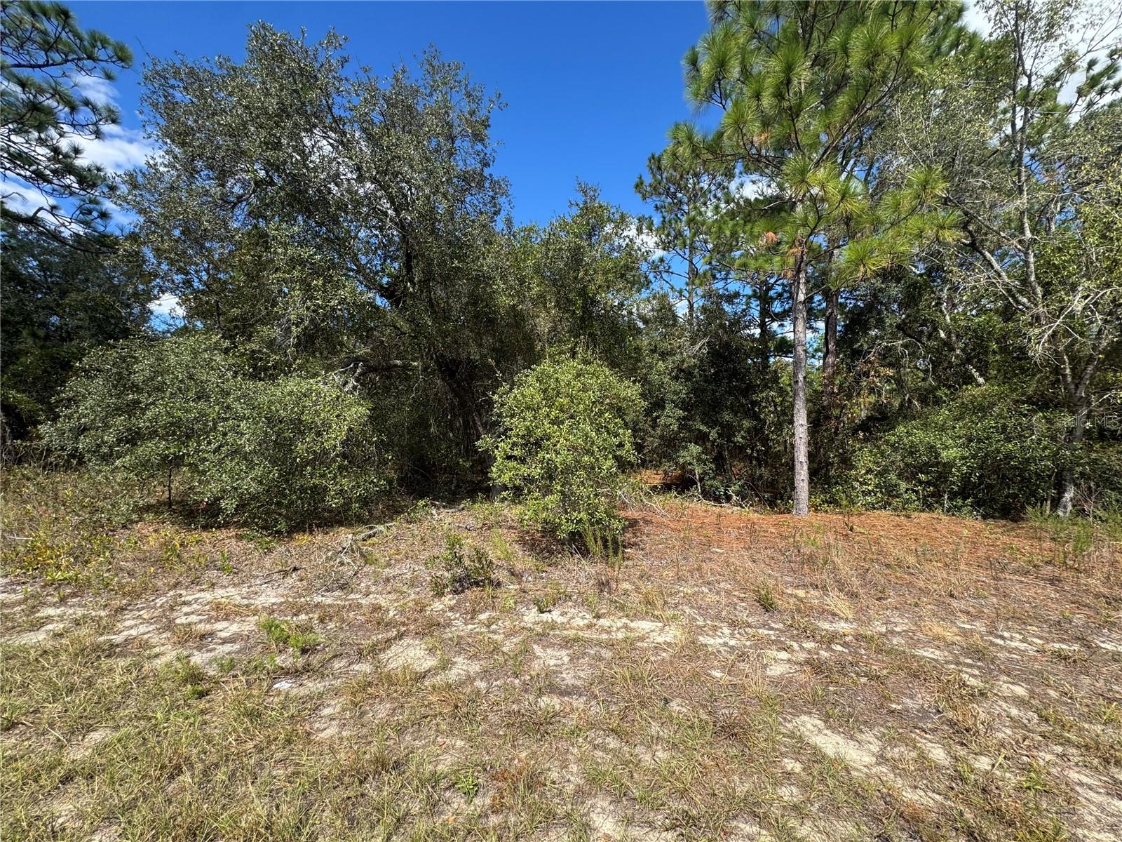 Image 4 of 11 For 3341 Wilhelm Street