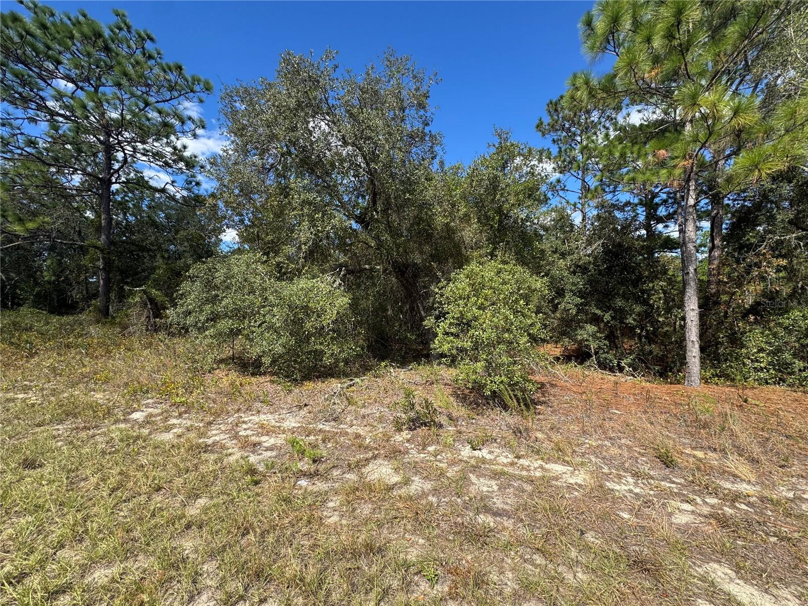 Image 5 of 11 For 3341 Wilhelm Street