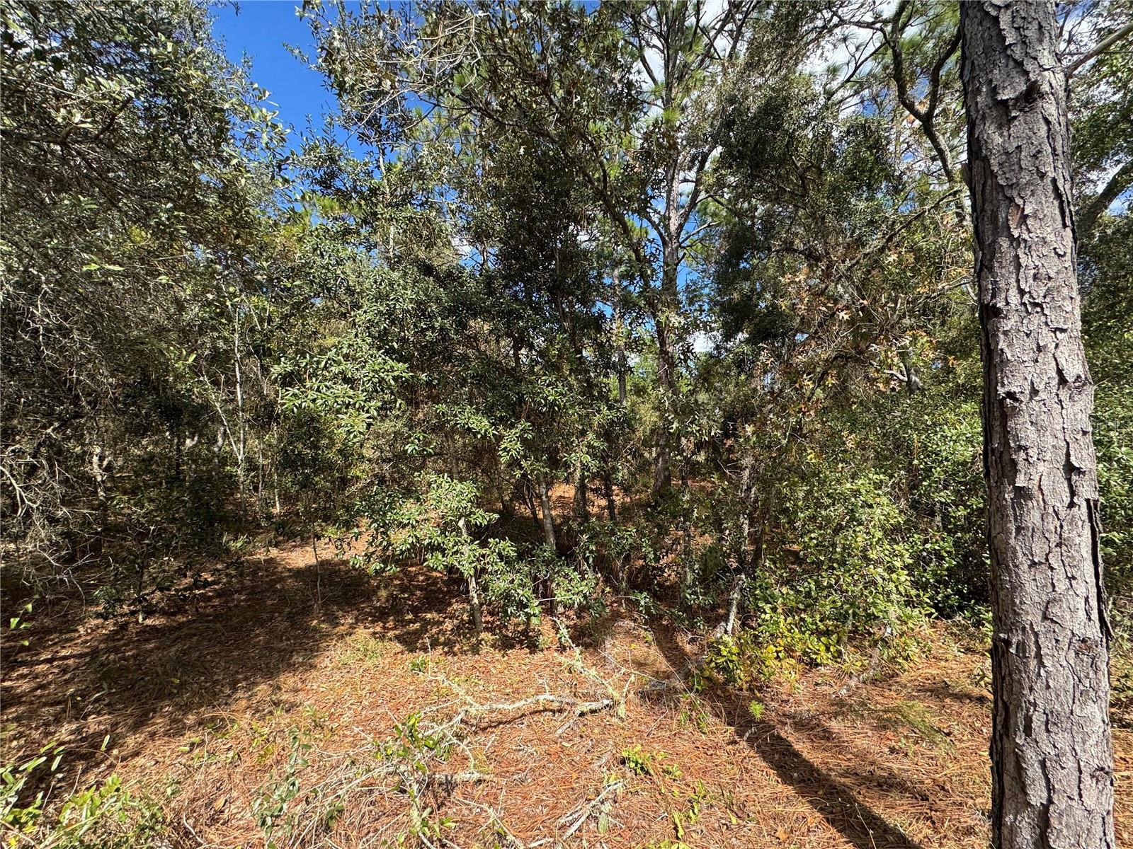 Image 6 of 11 For 3341 Wilhelm Street