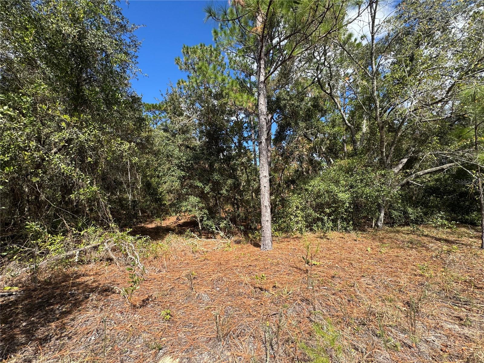 Image 7 of 11 For 3341 Wilhelm Street