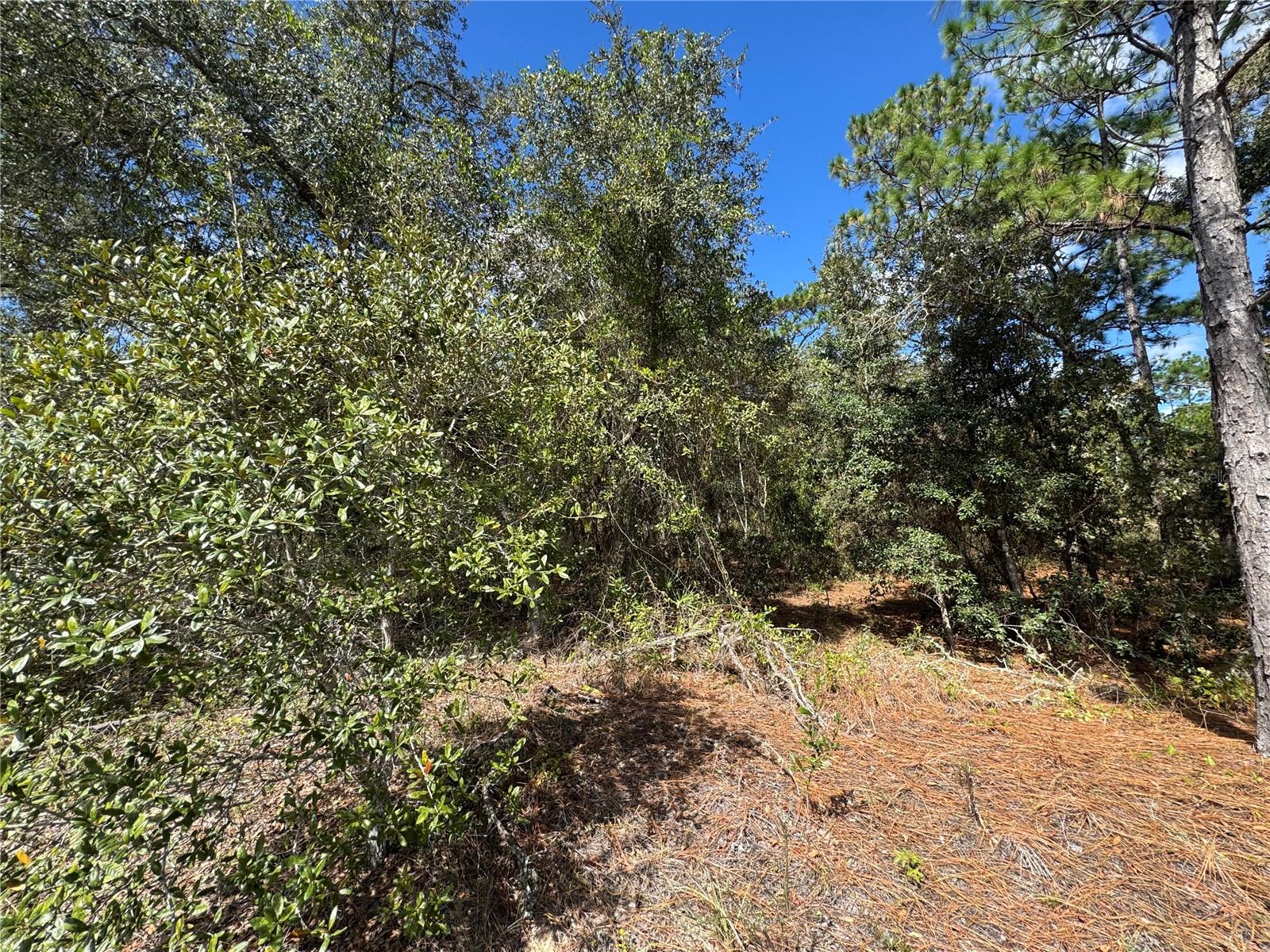 Image 8 of 11 For 3341 Wilhelm Street