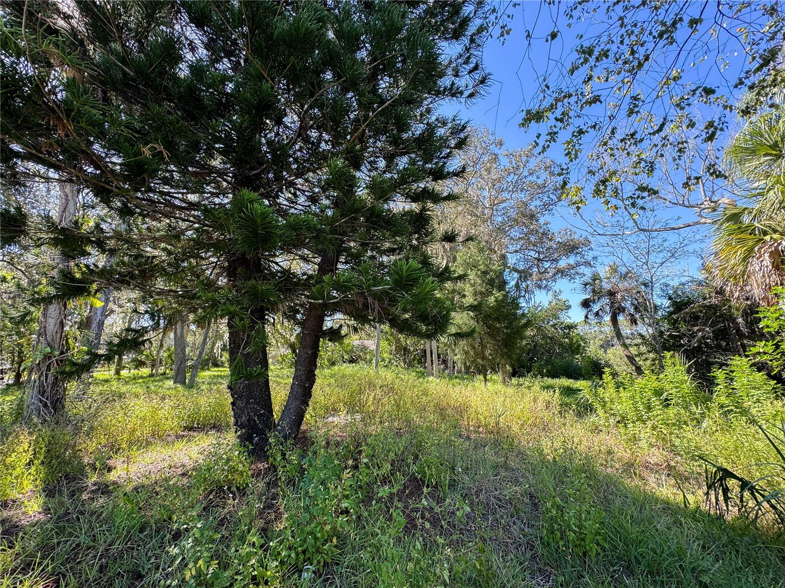 Image 12 of 43 For 18905 Aripeka Road
