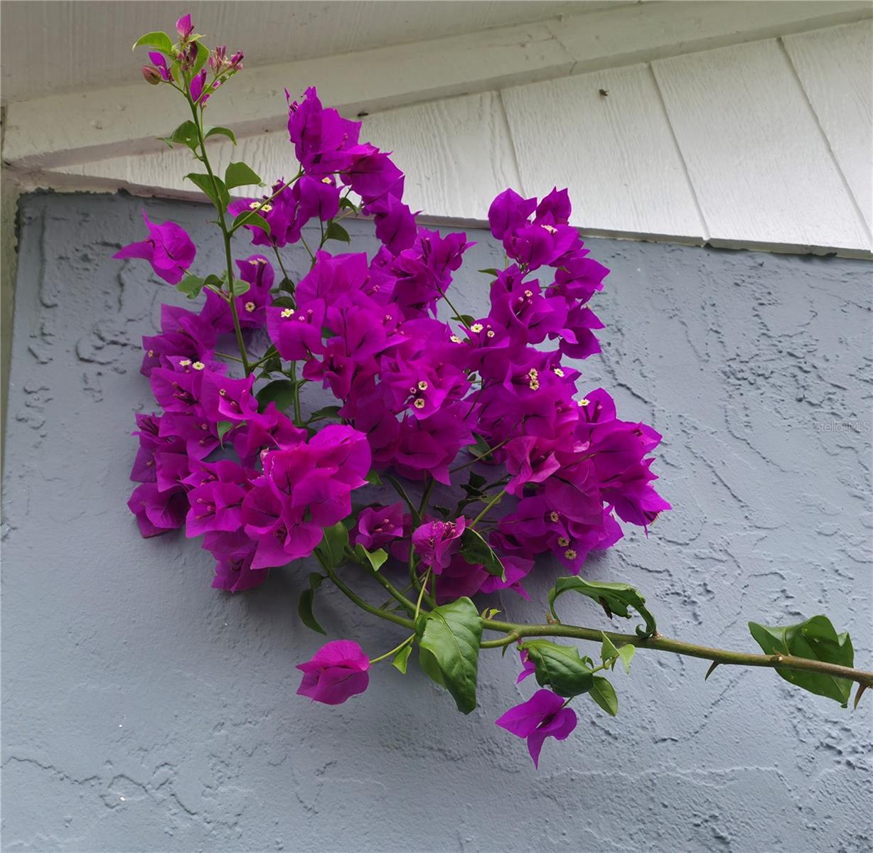 Listing photo id 4 for 13202 Pine Creek Circle