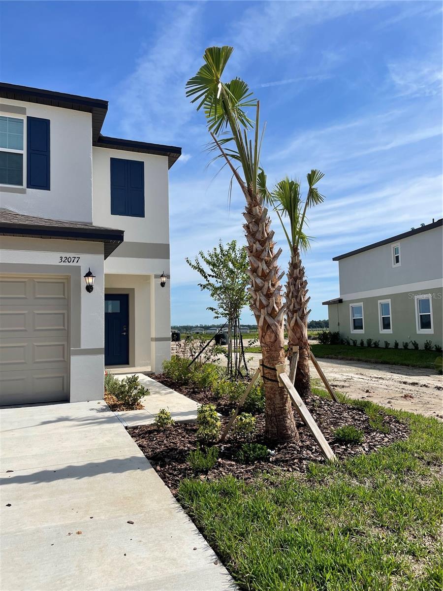 Image 38 of 41 For 32077 Powderpuff Mimosa