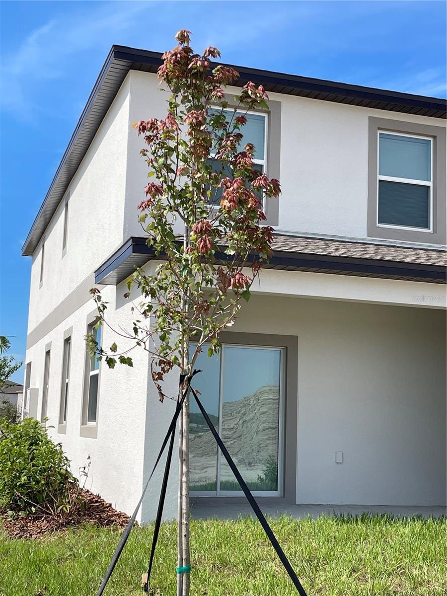 Image 40 of 41 For 32077 Powderpuff Mimosa