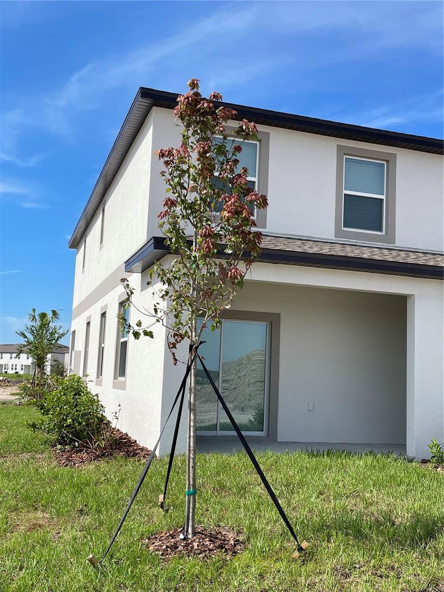 Image 41 of 41 For 32077 Powderpuff Mimosa