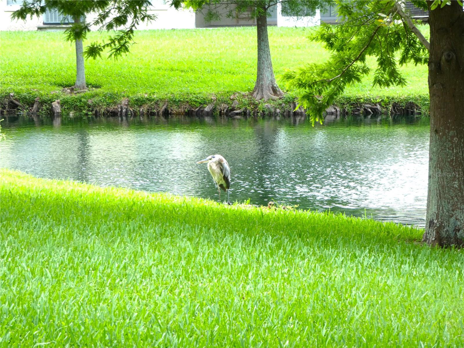 Image 4 of 51 For 11237 Kapok Grand Circle