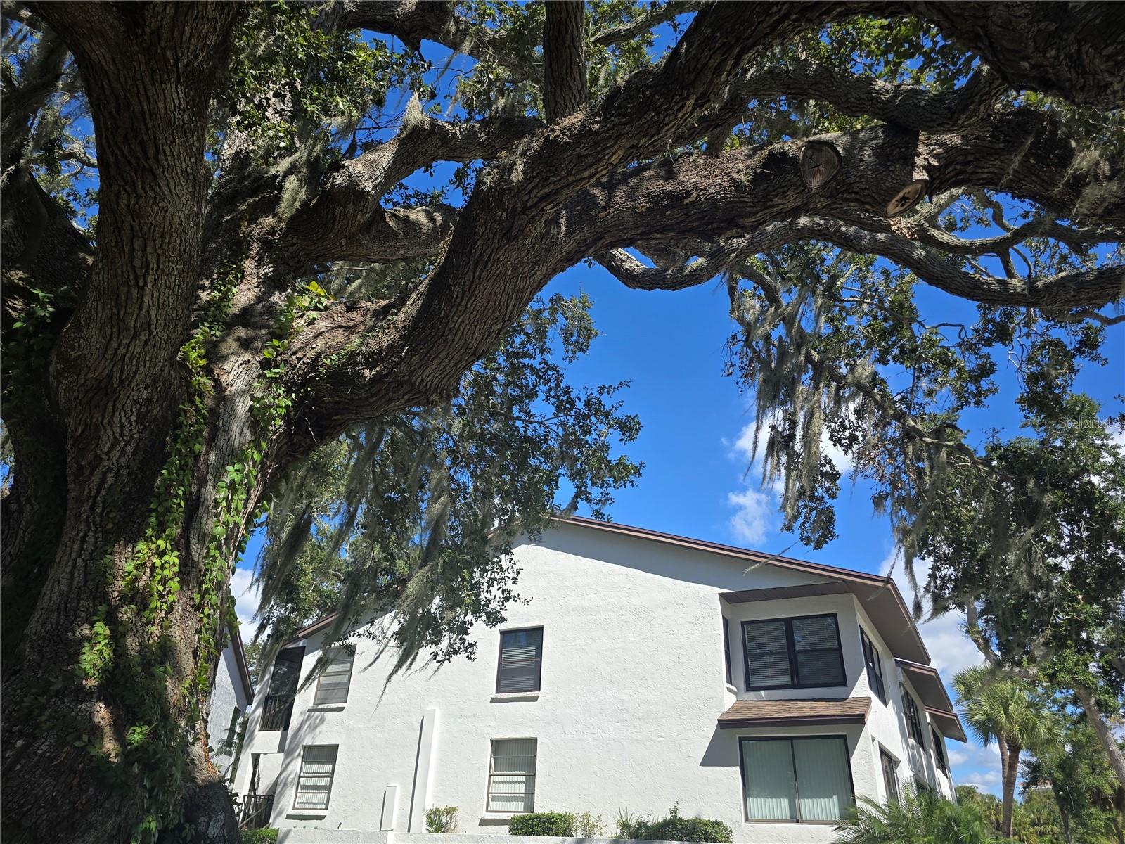 Image 2 of 30 For 411 Bayshore Boulevard 1