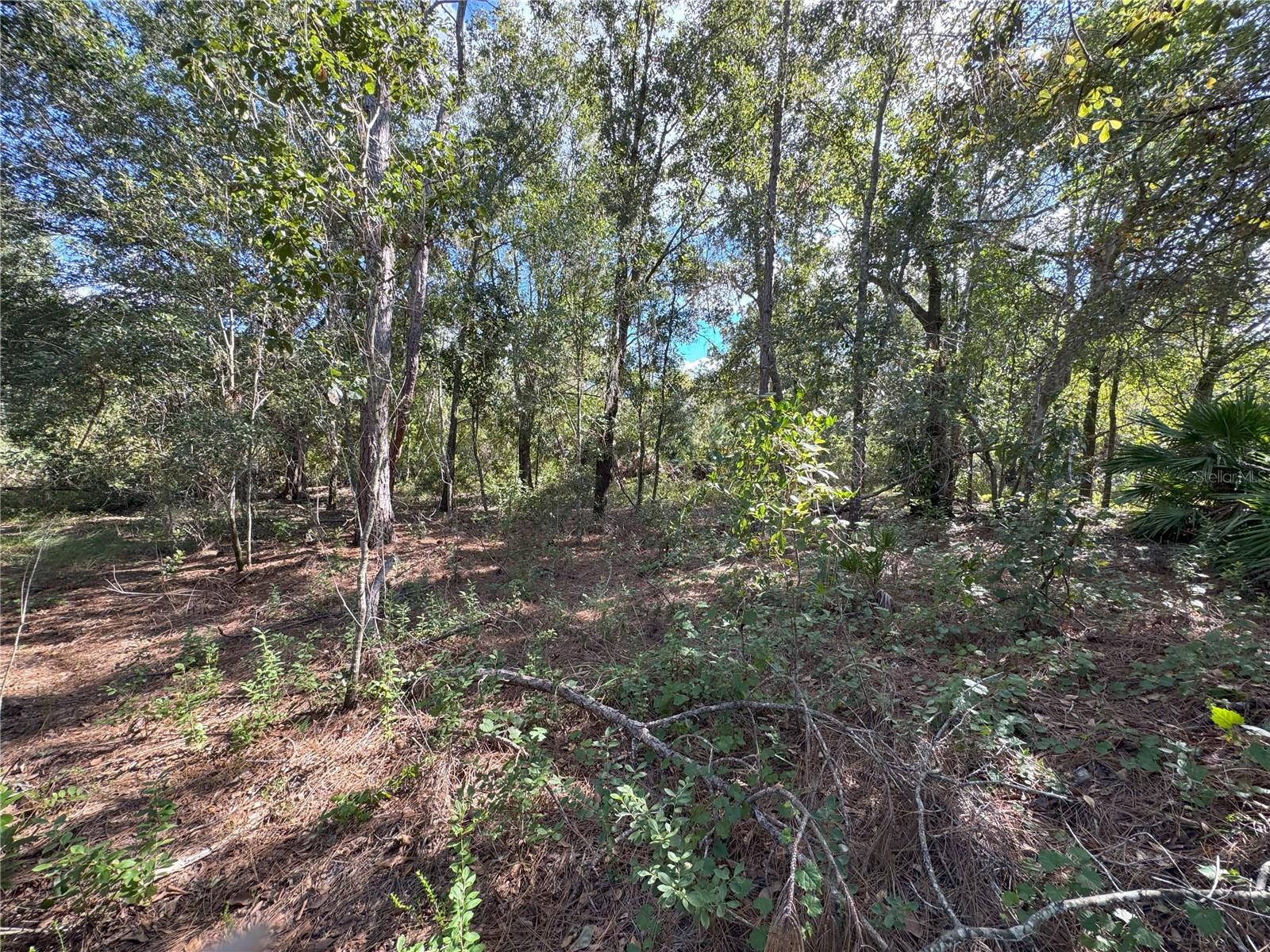 Image 14 of 22 For 0 Alturas Babson Park Cut Off Road