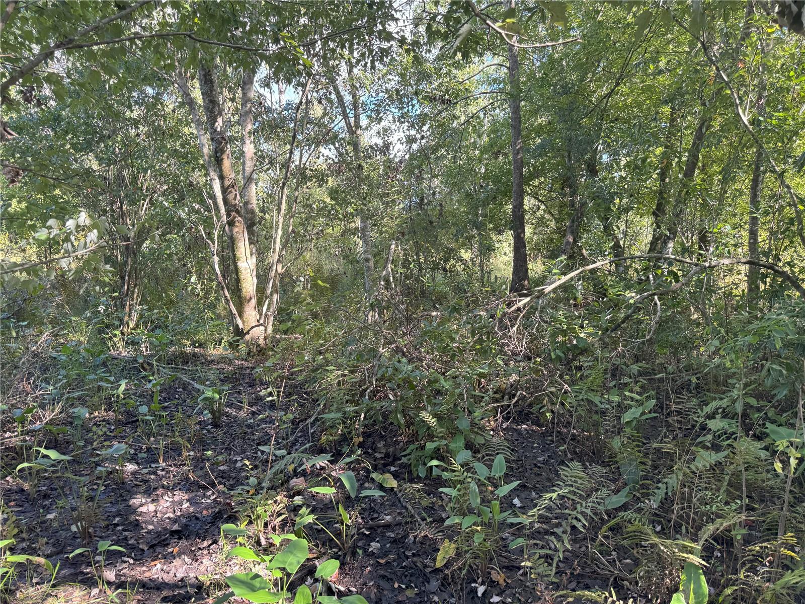 Image 17 of 22 For 0 Alturas Babson Park Cut Off Road