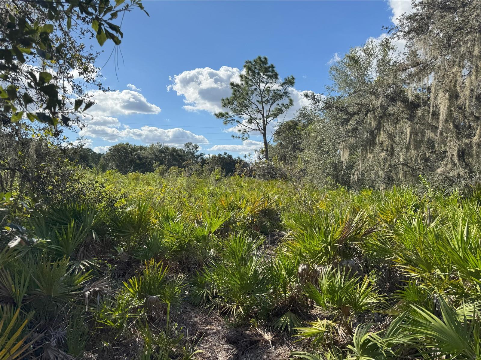 Image 18 of 22 For 0 Alturas Babson Park Cut Off Road