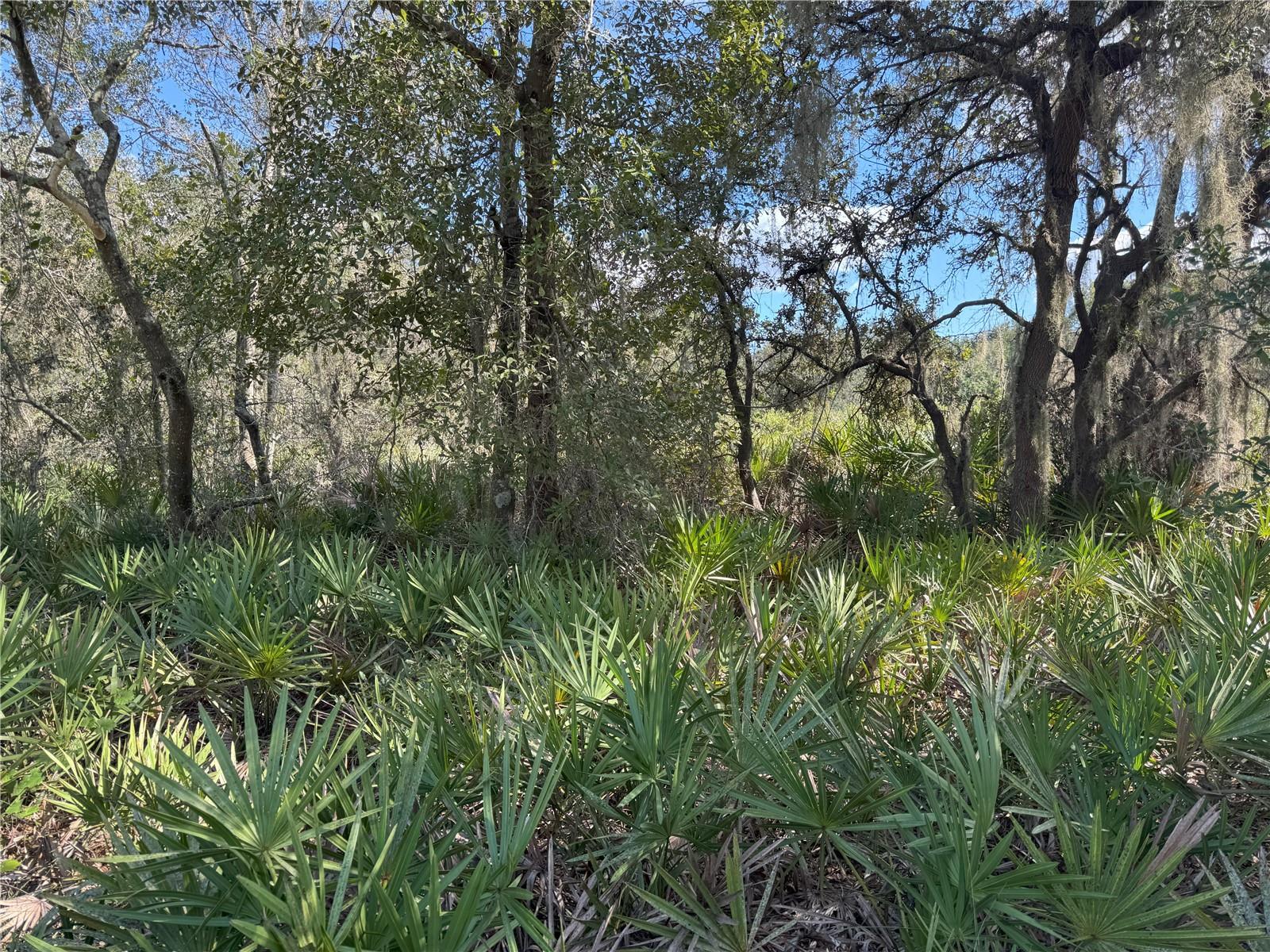 Image 4 of 22 For 0 Alturas Babson Park Cut Off Road