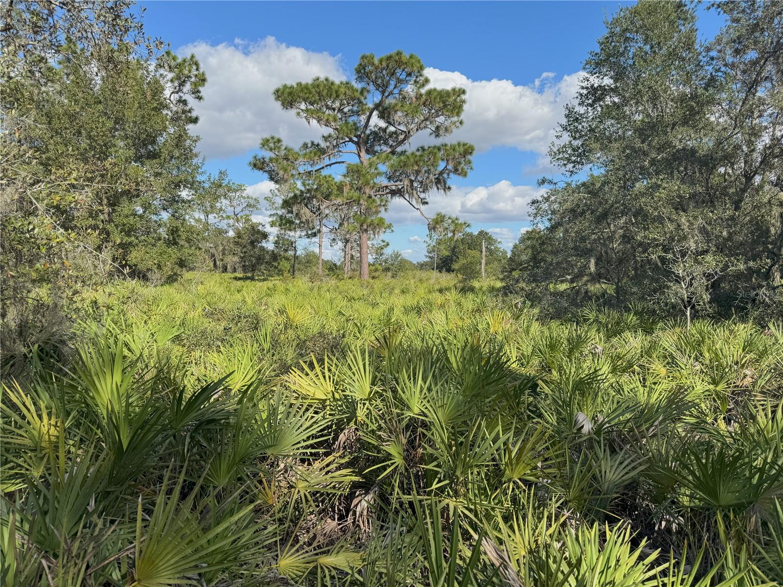 Image 6 of 22 For 0 Alturas Babson Park Cut Off Road