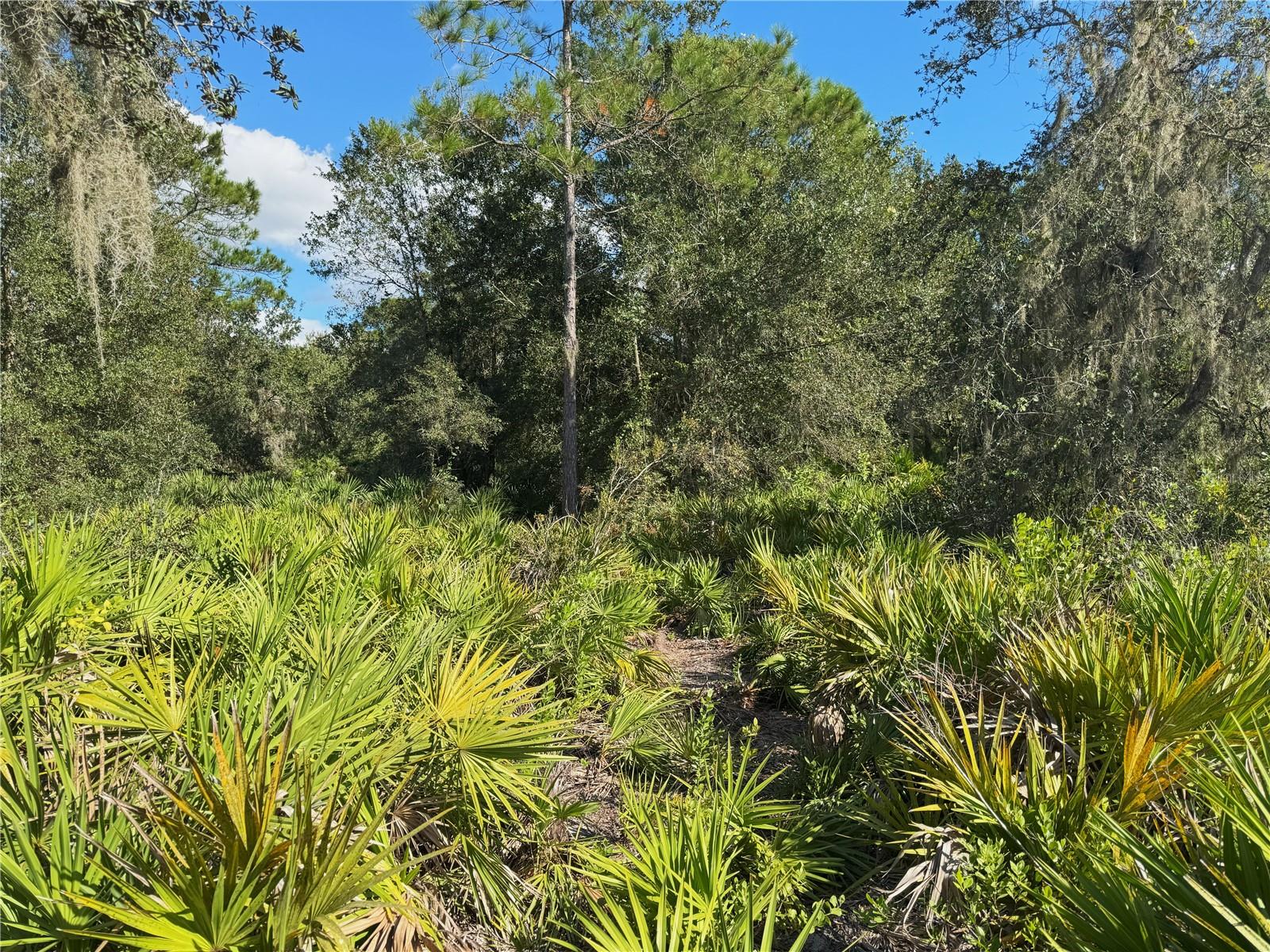 Image 9 of 22 For 0 Alturas Babson Park Cut Off Road