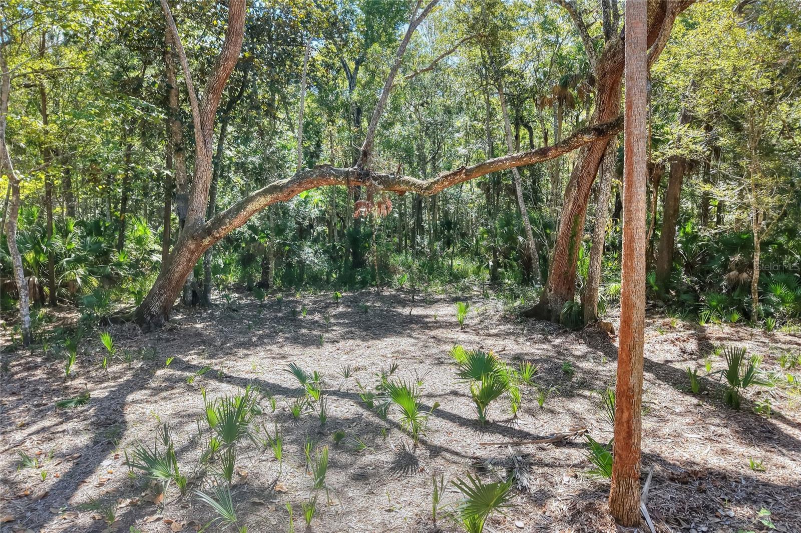 Image 14 of 32 For Pine Island Drive