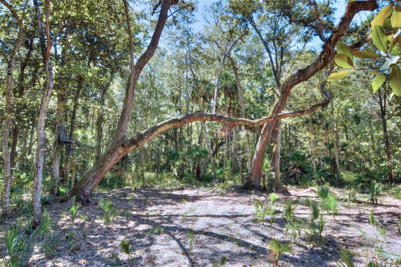 Image 15 of 32 For Pine Island Drive