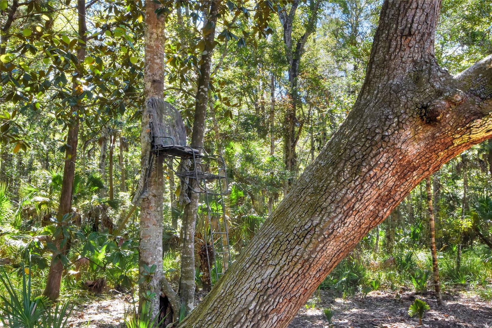 Image 18 of 32 For Pine Island Drive