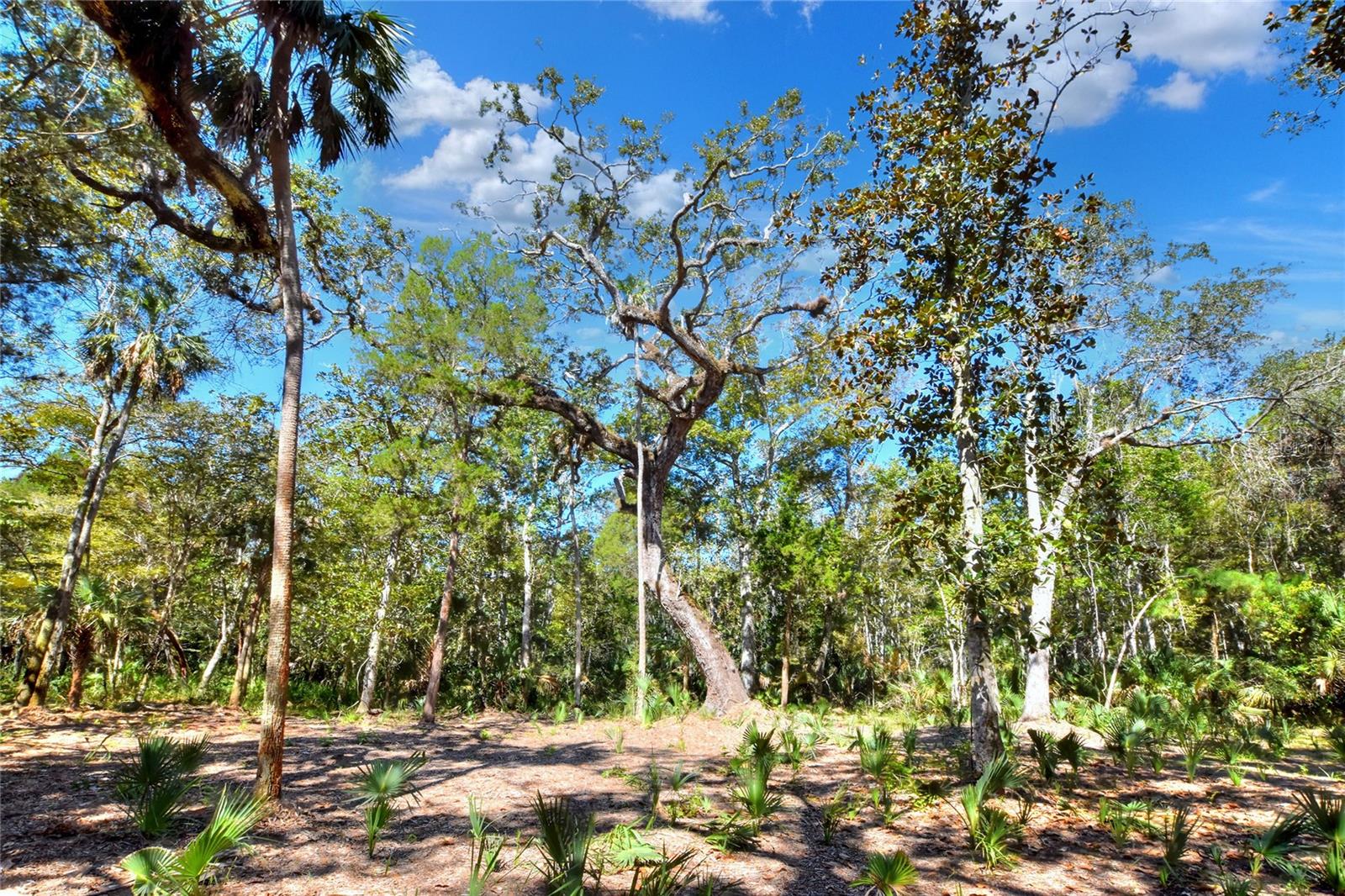 Image 22 of 32 For Pine Island Drive