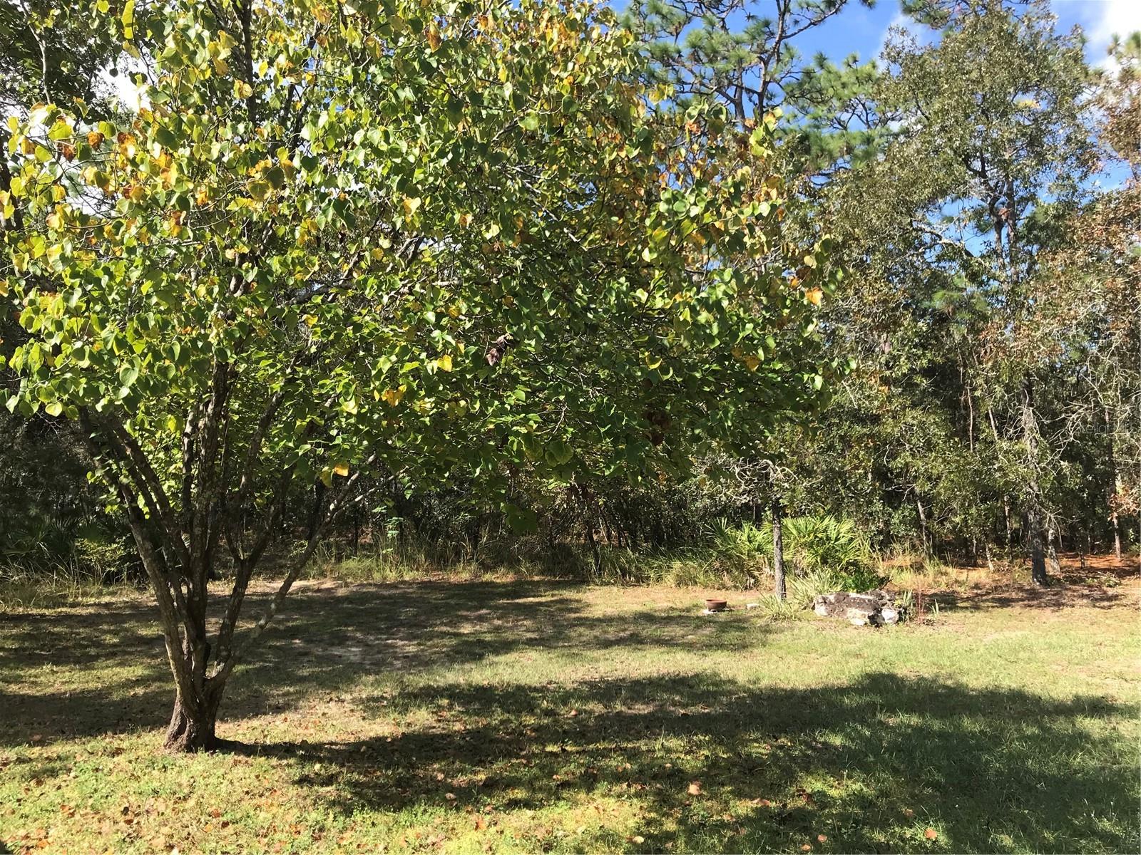 Image 20 of 22 For 71 Corkwood Boulevard