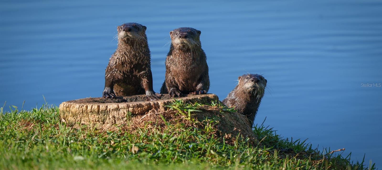 Image 40 of 49 For 1198 Fairway Drive