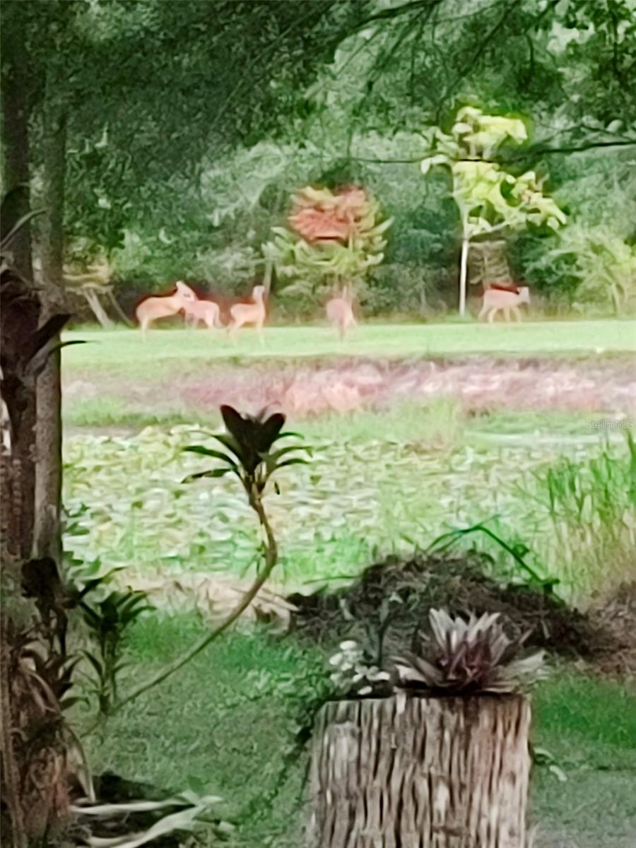 Image 60 of 64 For 37902 Springdale Road