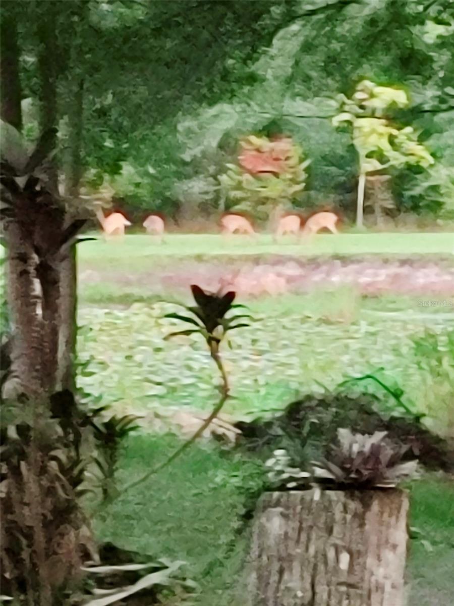 Image 61 of 64 For 37902 Springdale Road