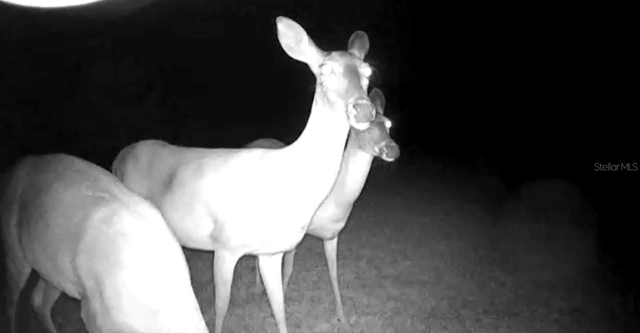 Image 62 of 64 For 37902 Springdale Road