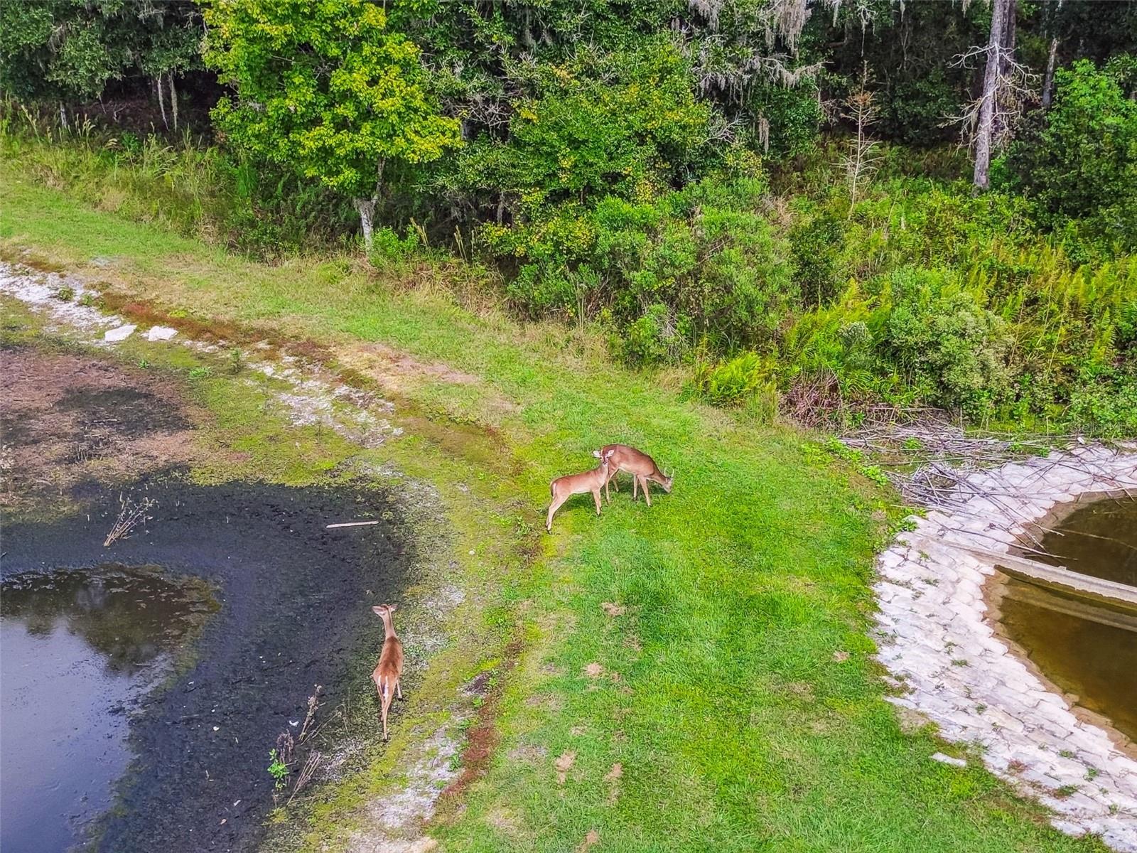 Image 89 of 100 For 11737 Crestridge Loop