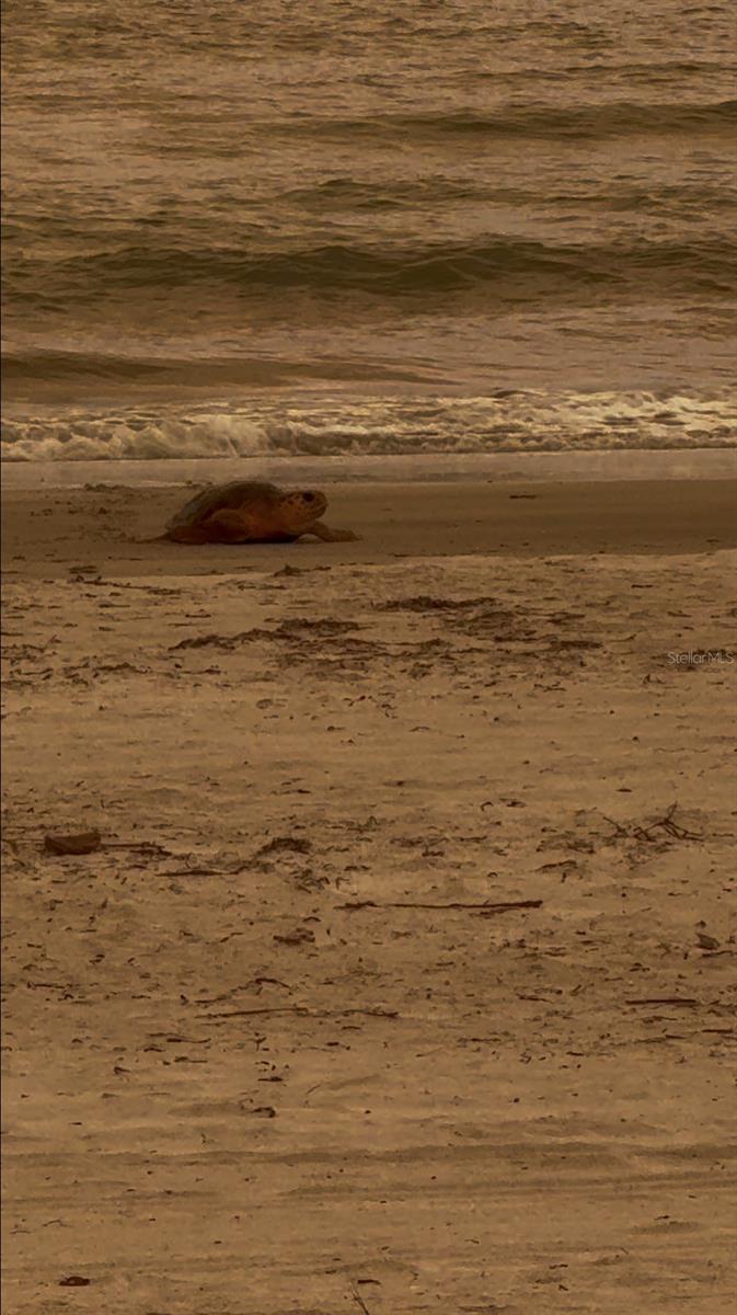 Image 37 of 38 For 18700 Gulf Boulevard 5