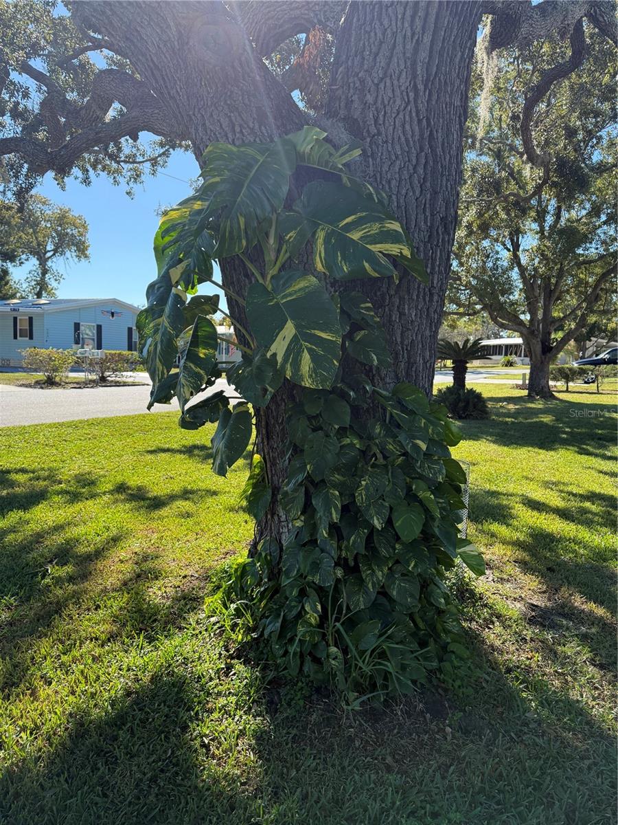 Image 39 of 44 For 12160 Sara  