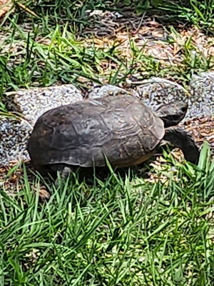 Image 53 of 57 For 4880 Shell Stream Boulevard